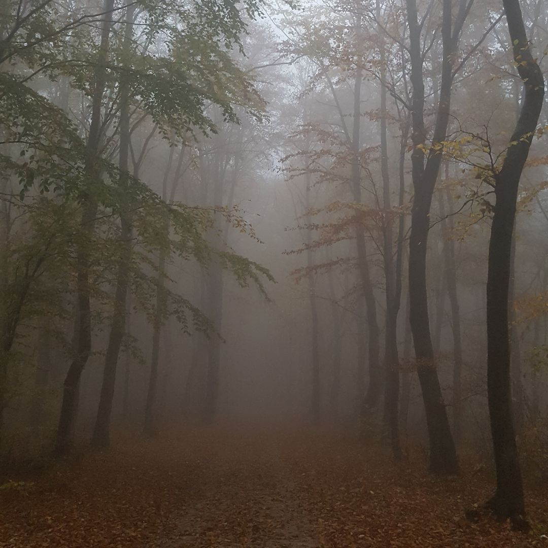 Köd