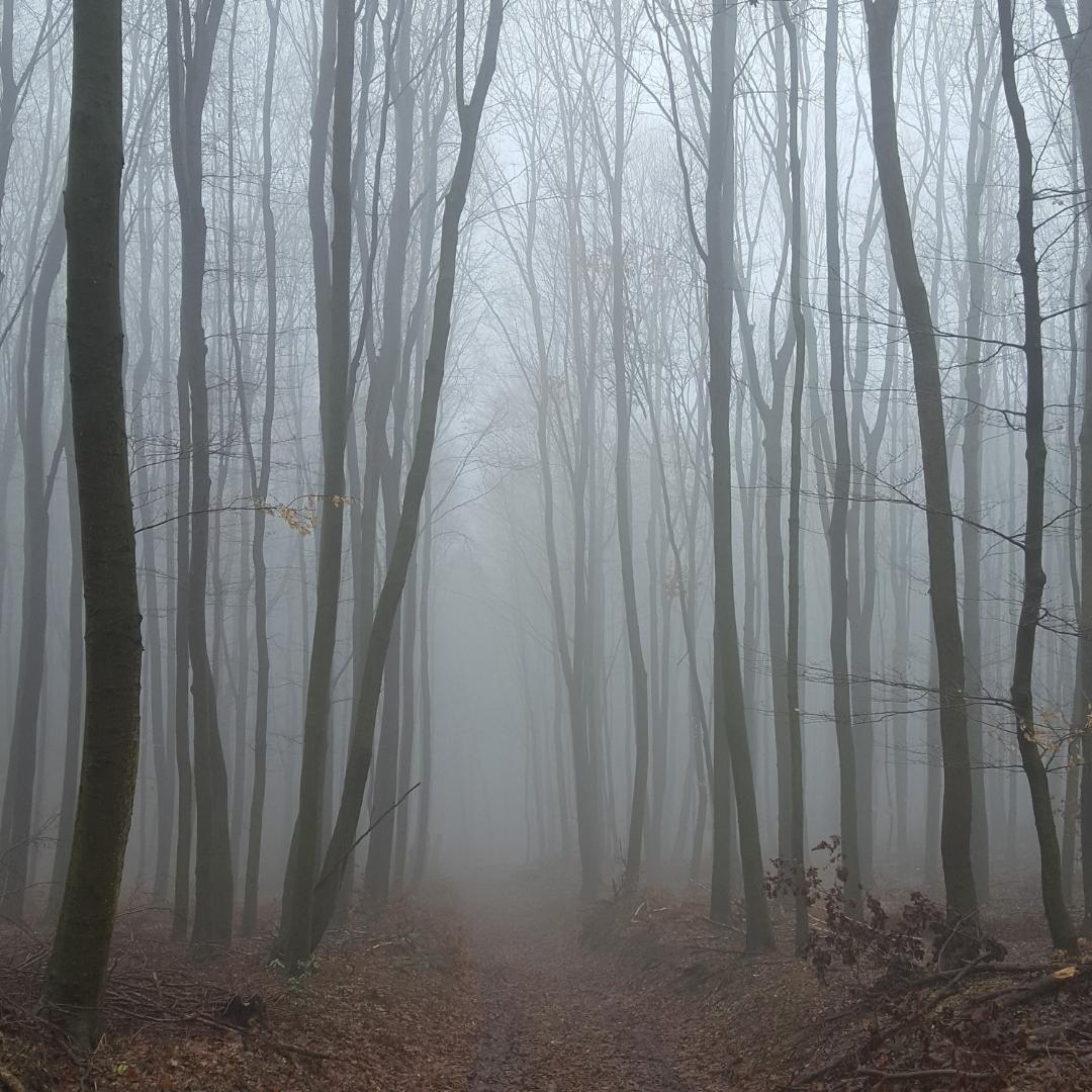 Köd